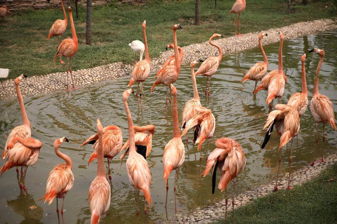 Nanning Zoo